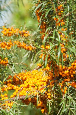 cehri çilek. Deniz topalak. Bir ormanda fotoğrafı. 