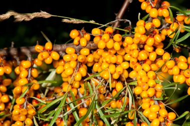 cehri çilek. Deniz topalak. Bir ormanda fotoğrafı. 