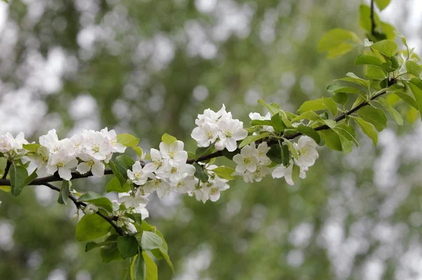 Spring Apple Trees Blossom Flowers Apple White Blooms Blossoming Tree — Stock Photo, Image