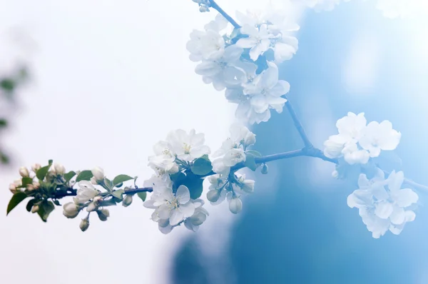 Spring Apple Trees Blossom Flowers Apple White Blooms Blossoming Tree — Stock Photo, Image