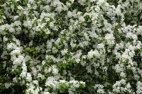 Spring Apple Trees Blossom Flowers Apple White Blooms Blossoming Tree — Stock Photo, Image