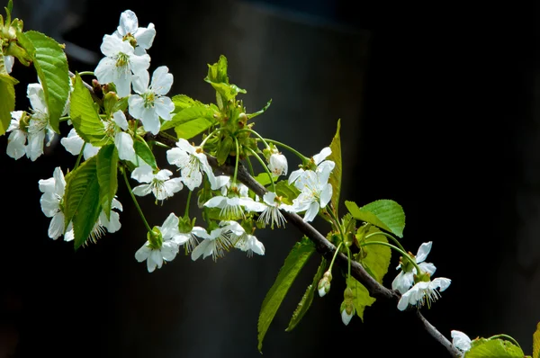 苹果树开花 苹果花 白色的花朵的开花的树关闭 美丽的春天盛开的白花苹果樱桃树 — 图库照片