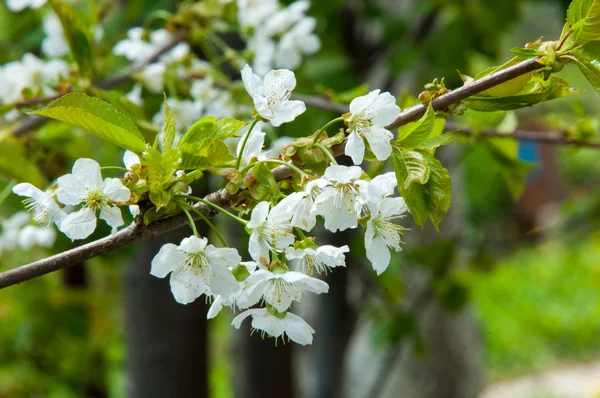 Spring. apple Trees in Blossom. flowers of apple. white blooms of blossoming tree close up. Beautiful spring blossom of apple cherry tree with white flowers.