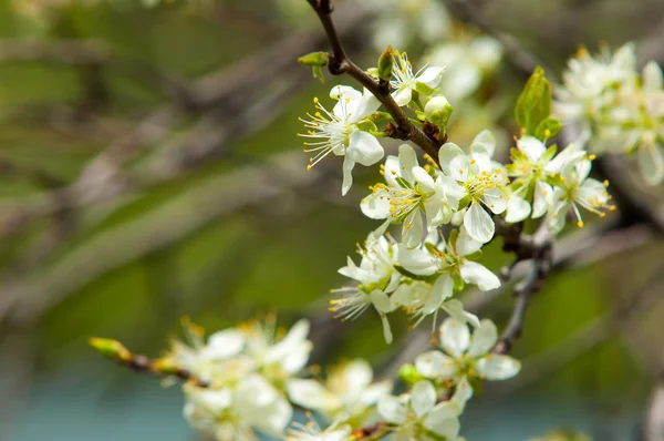 Blommor av apple — Stockfoto