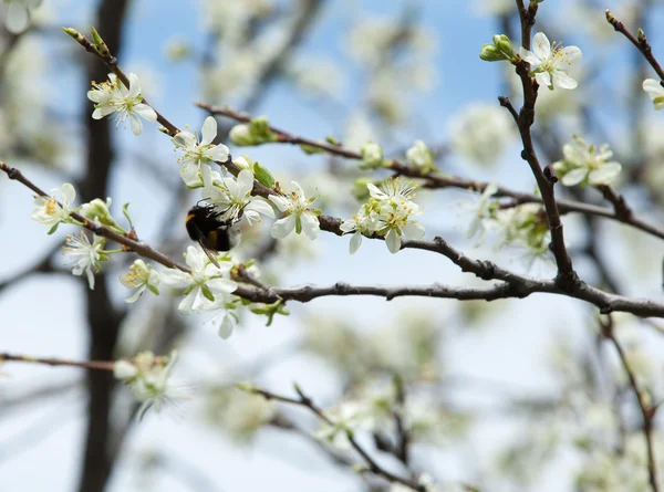 Spring. apple Trees in Blossom. flowers of apple. white blooms of blossoming tree close up. Beautiful spring blossom of apple cherry tree with white flowers.