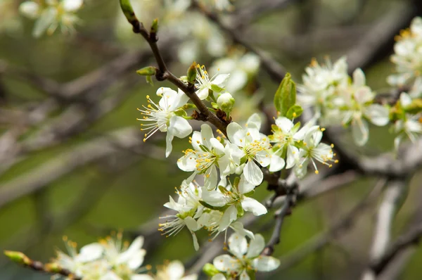 봄입니다 애플의 꽃입니다 나무의 닫습니다 나무의 — 스톡 사진