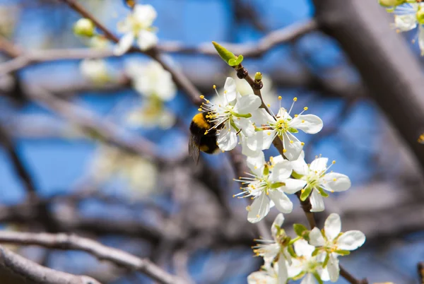 Tavaszi Almafák Blossom Alma Virágok Fehér Virágzik Virágzó Közelről Alma — Stock Fotó