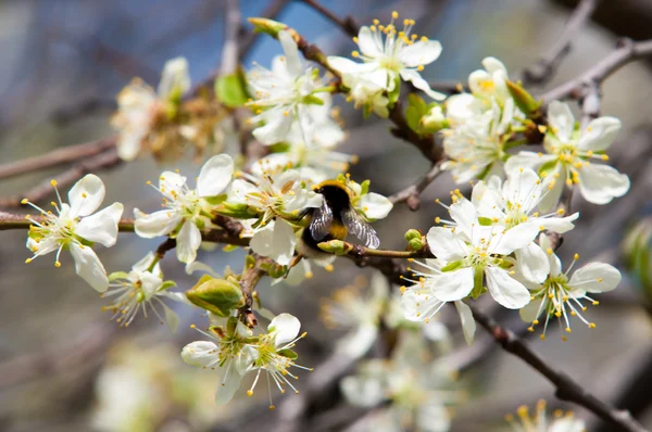 花にりんごの木 リンゴの花 開花木の白い花をクローズ アップ 白い花をつける桜りんごの木の美しい春の花 — ストック写真
