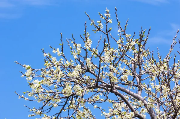 Spring. apple Trees in Blossom. flowers of apple. white blooms of blossoming tree close up. Beautiful spring blossom of apple cherry tree with white flowers.