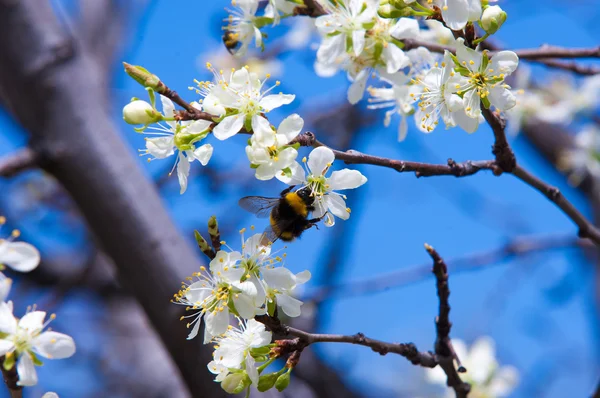 Lente Appelbomen Bloei Bloemen Van Apple Witte Bloemen Van Bloeiende — Stockfoto