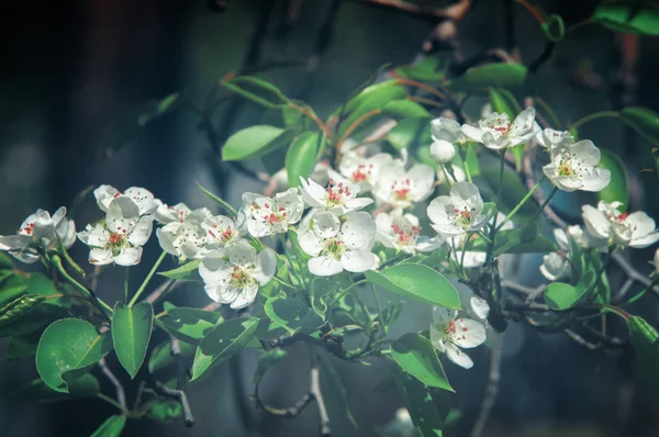 Spring Apple Trees Blossom Flowers Apple White Blooms Blossoming Tree — Stock Photo, Image