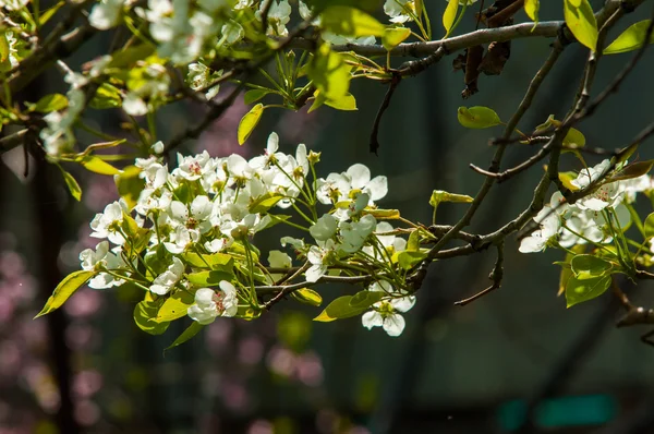 Jaro Květu Jabloní Květiny Apple Bílé Květy Kvetoucí Strom Zblízka — Stock fotografie