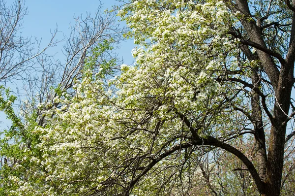 Spring. apple Trees in Blossom. flowers of apple. white blooms of blossoming tree close up. Beautiful spring blossom of apple cherry tree with white flowers.