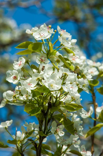 Spring. apple Trees in Blossom. flowers of apple. white blooms of blossoming tree close up. Beautiful spring blossom of apple cherry tree with white flowers.