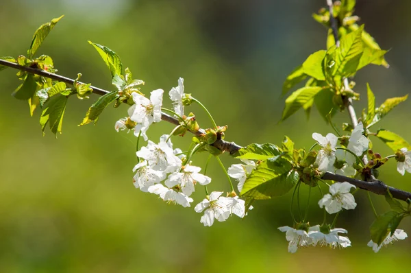 苹果树开花 苹果花 白色的花朵的开花的树关闭 美丽的春天盛开的白花苹果樱桃树 — 图库照片