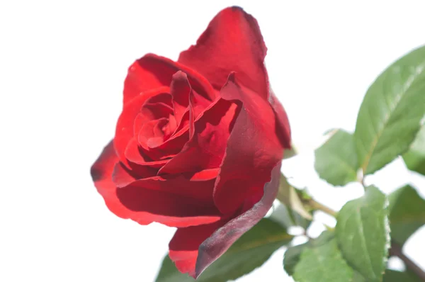 Rose Flower — Stock Photo, Image