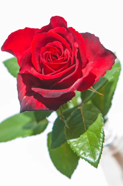 Růže Květ Rose Rosa — Stock fotografie