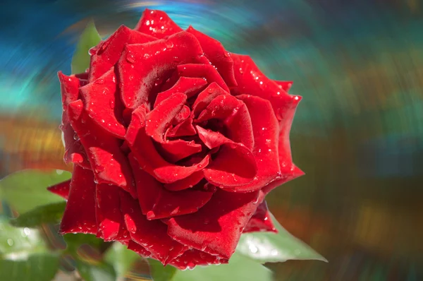 Rose Flower — Stock Photo, Image