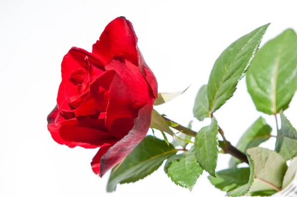 Rosenblüte Rosa Rosa — Stockfoto