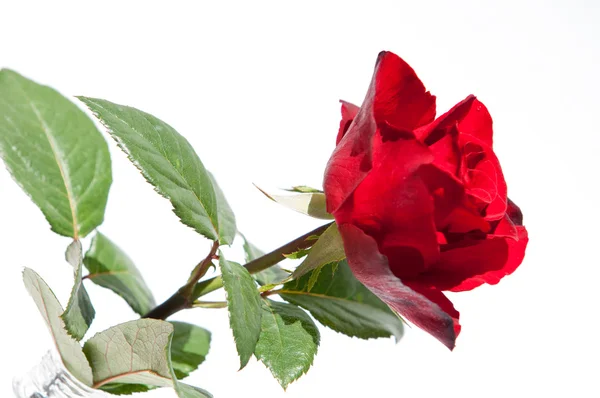 Fiore Rosa Rose Rosa — Foto Stock
