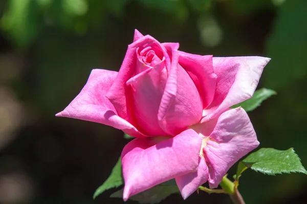 Flor de rosa — Foto de Stock