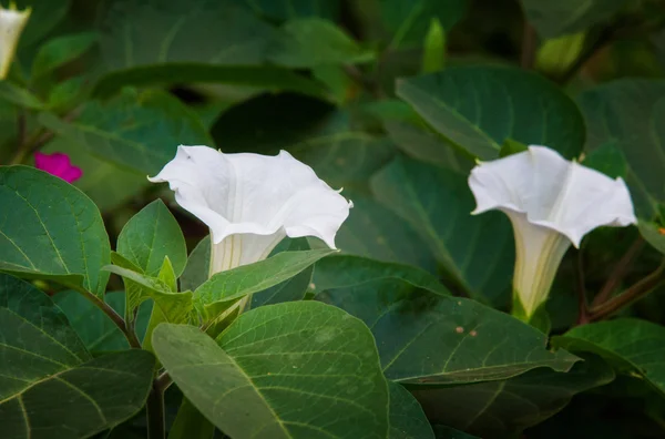 チョウセンアサガオ とげリンゴ Jimsonweed チョウセンアサガオの花通りで撮影 — ストック写真