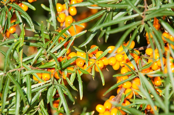 Duindoorn Bessen Zee Duindoorn Gefotografeerd Een Forest — Stockfoto