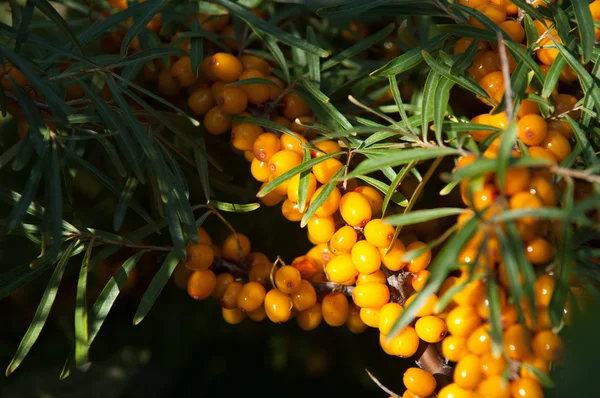 Sanddornbeeren Sanddorn Fotografiert Wald — Stockfoto