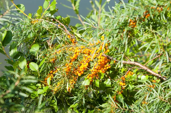 Sanddornbeeren Sanddorn Fotografiert Wald — Stockfoto