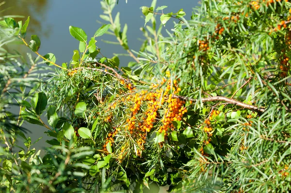 Sanddornbeeren — Stockfoto