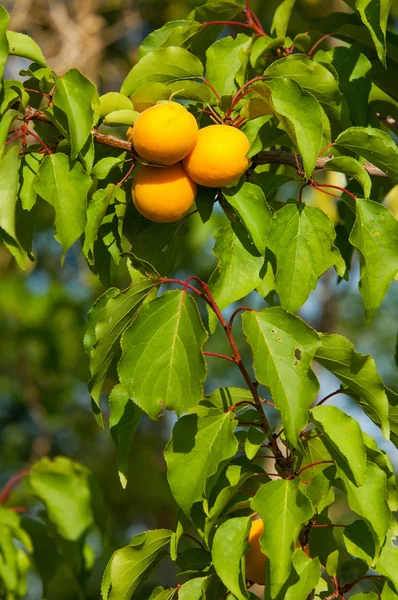 Aprikose Eine Saftige Weiche Frucht Die Einem Kleinen Pfirsich Ähnelt — Stockfoto