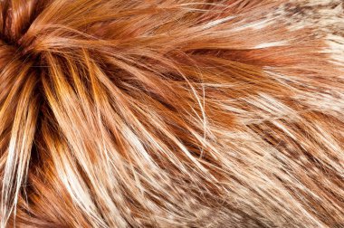 yak kürk. doku. Stüdyo fotoğrafı