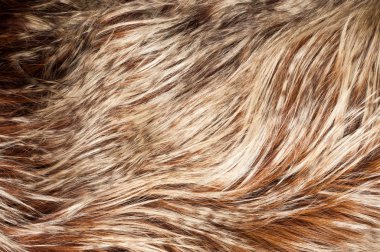 yak kürk. doku. Stüdyo fotoğrafı