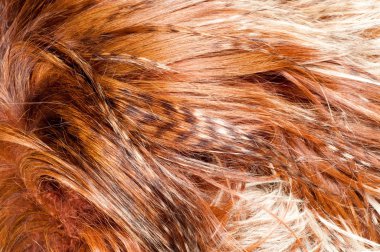 yak kürk. doku. Stüdyo fotoğrafı