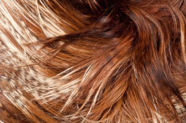 yak kürk. doku. Stüdyo fotoğrafı