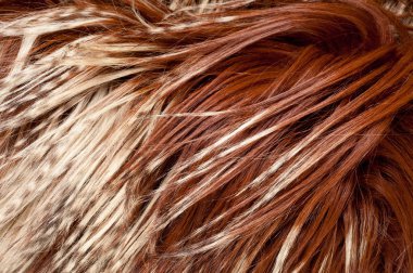 yak kürk. doku. Stüdyo fotoğrafı