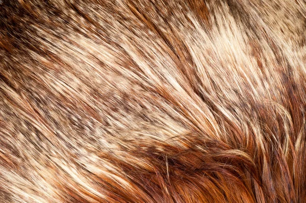 Yak Fur Texture Photographed Studio — Stock Photo, Image