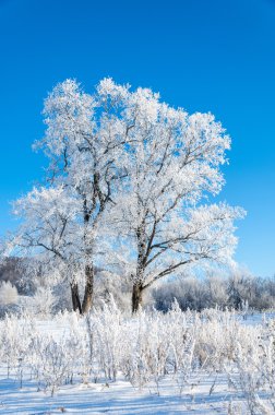 kış, kış-gelgit, kış zamanı, hibernate, o yılın en soğuk sezon