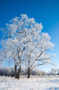 kış, kış-gelgit, kış zamanı, hibernate, o yılın en soğuk sezon