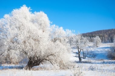 kış, kış-gelgit, kış zamanı, hibernate, o yılın en soğuk sezon