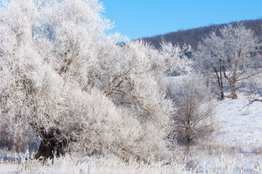 kış, kış-gelgit, kış zamanı, hibernate, o yılın en soğuk sezon