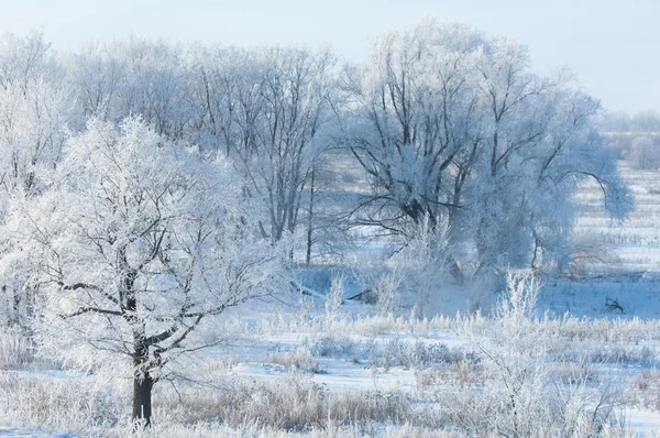 Winter Winter Tij Winter Tijd Hibernate Hij Koudste Seizoen Van — Stockfoto