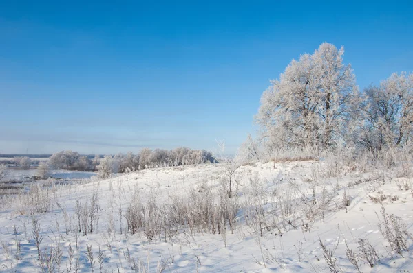 Inverno Marea Invernale Inverno Ibernazione Stagione Più Fredda Dell Anno — Foto Stock