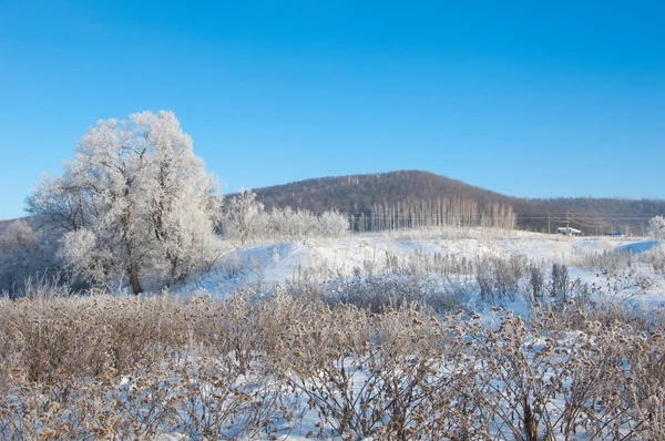 Winter Winter Tij Winter Tijd Hibernate Hij Koudste Seizoen Van — Stockfoto