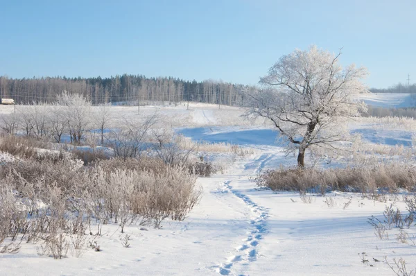 Winter Winter Tide Winter Time Hibernate Coldest Season Year — Stock Photo, Image