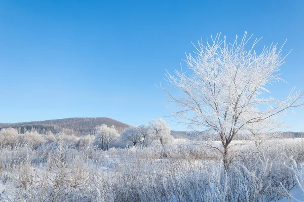 Hiver Marée Hiver Hibernation Saison Froide Année Dans Hémisphère Nord — Photo