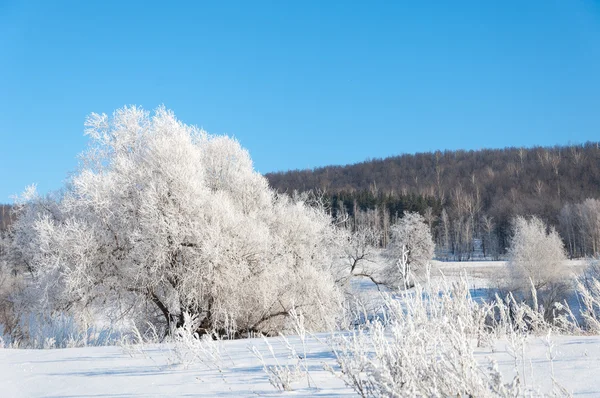 Vinter Vinter Tide Vintern Övervintra Han Kallaste Årstid — Stockfoto