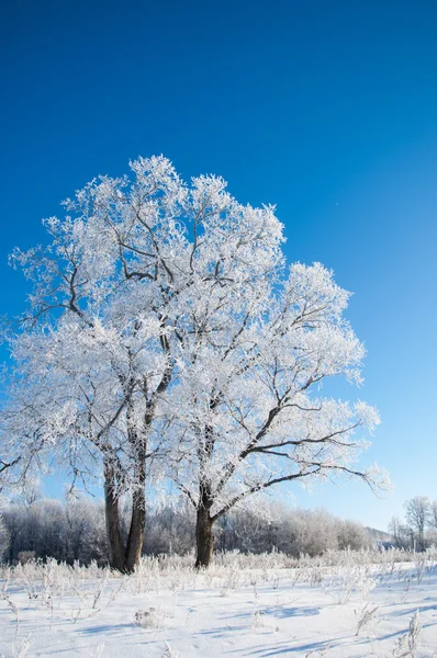Winter, Winter-Flut, Winter-Zeit — Stockfoto