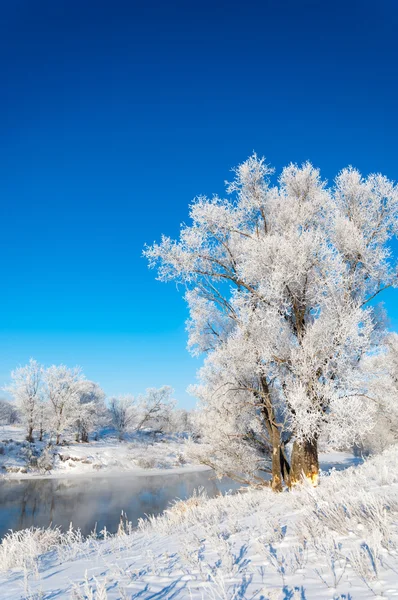 Inverno Inverno Maré Inverno Tempo Hibernar Ele Estação Mais Fria — Fotografia de Stock