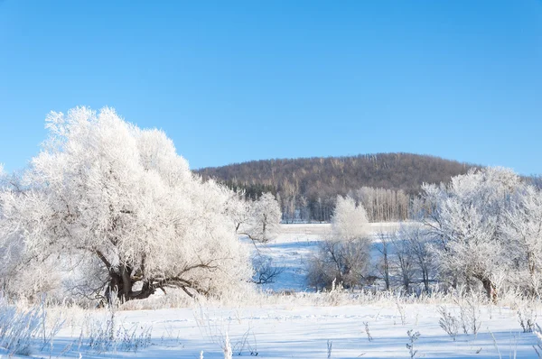 Winter Winter Tij Winter Tijd Hibernate Hij Koudste Seizoen Van — Stockfoto